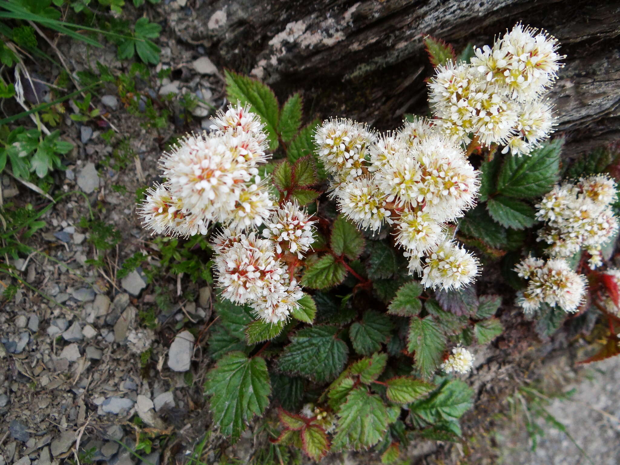 Image of Astilbe macroflora Hayata