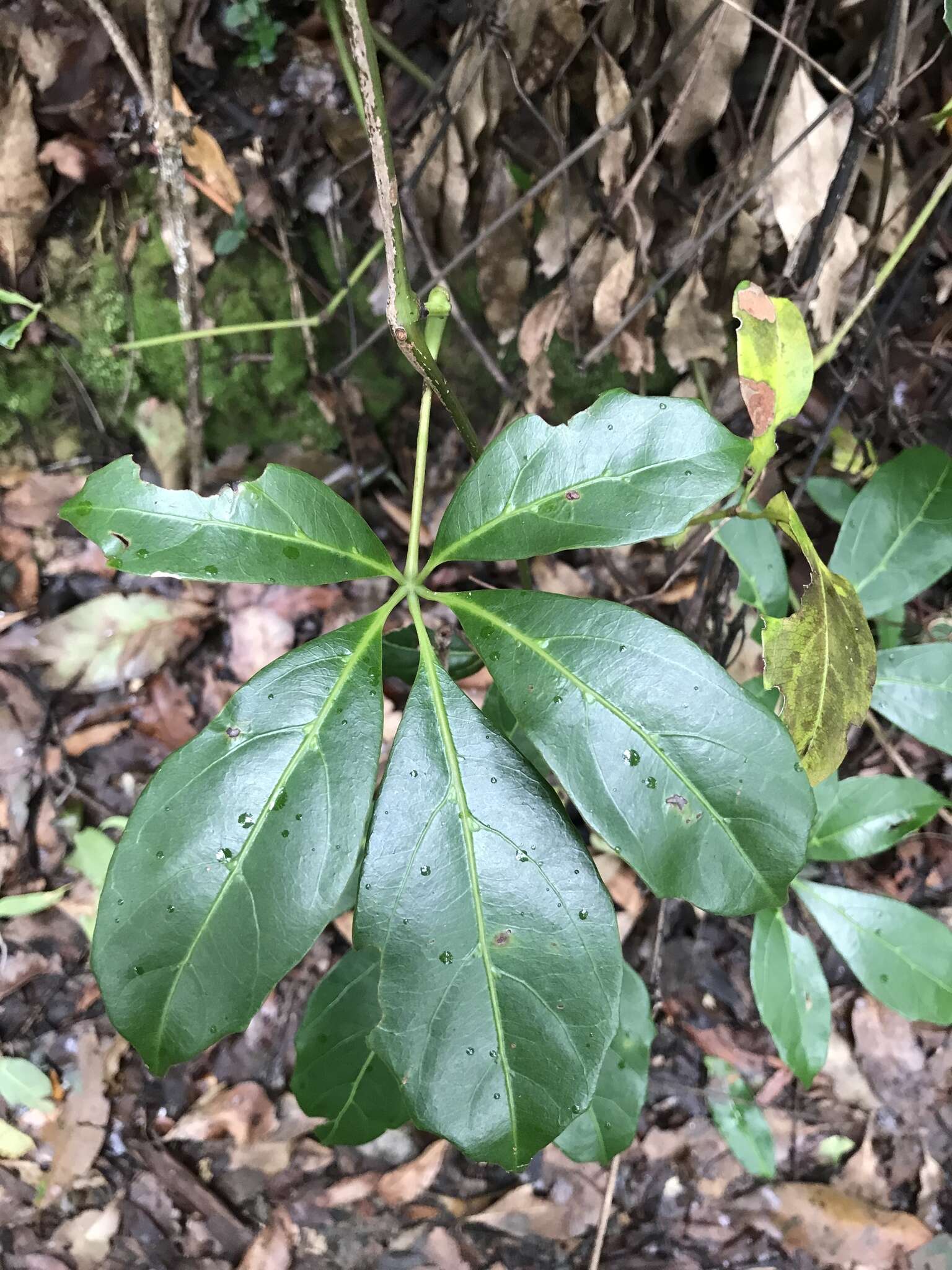 Image of Nothocissus sterculiifolia (F. Müll. ex Benth.) Latiff