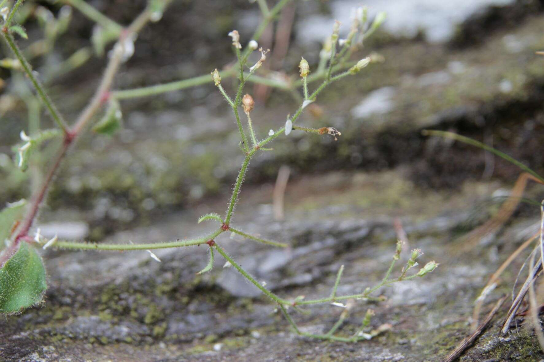 Imagem de Micranthes clusii (Gouan) Fern. Prieto, Vázquez, Vallines & Cires