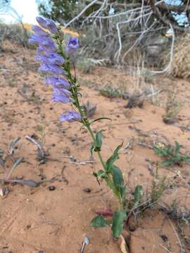 Image of southwestern beardtongue