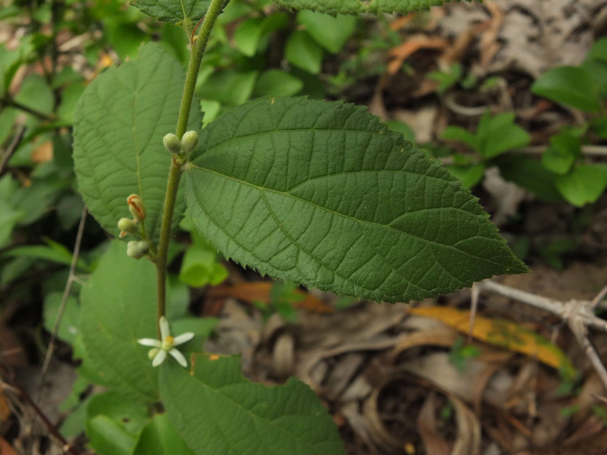 Image of Grewia hirsuta Vahl