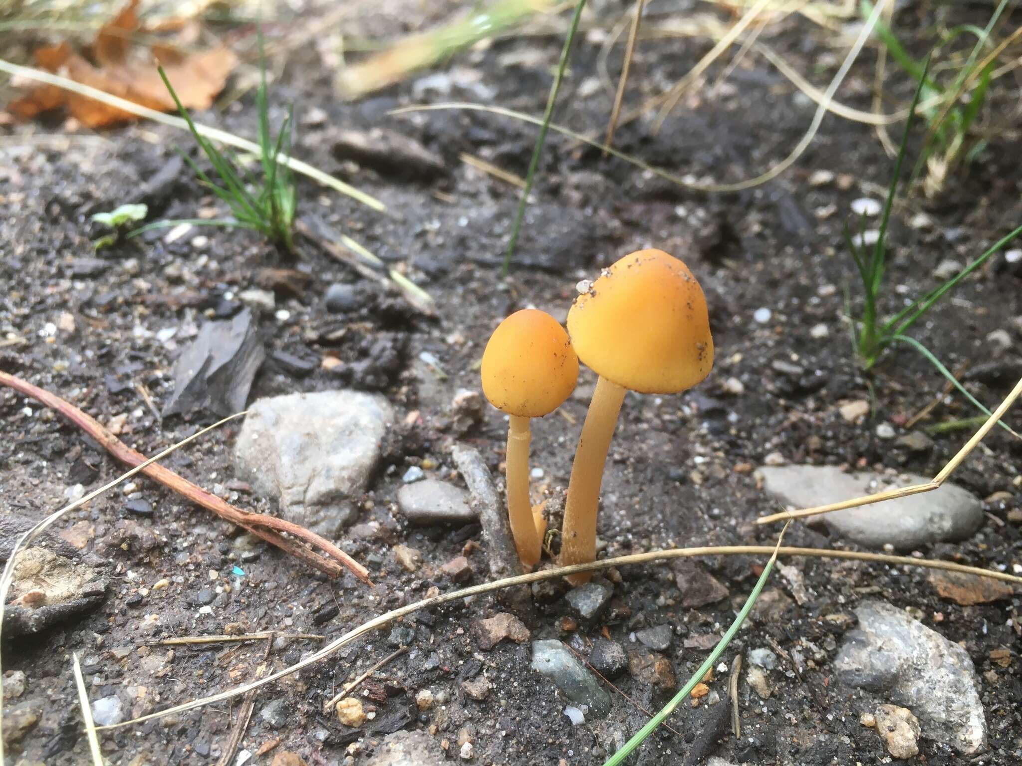 Conocybe aurea (Jul. Schäff.) Hongo 1963 resmi