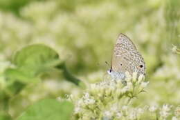 Imagem de Anthene lycaenina (Felder 1868)