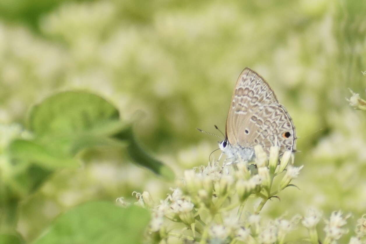 Imagem de Anthene lycaenina (Felder 1868)