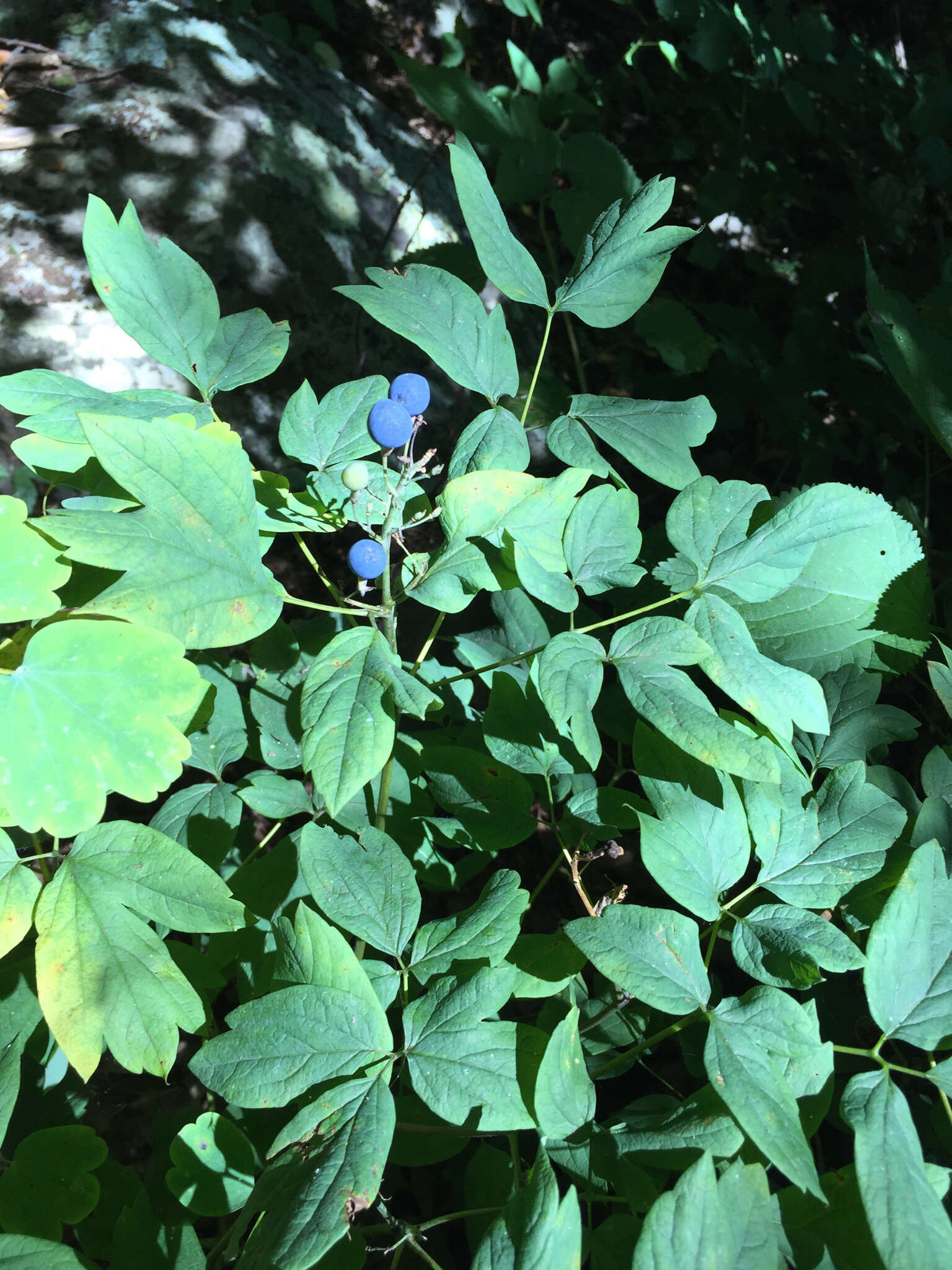 Image de Caulophyllum thalictroides (L.) Michx.