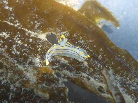 Image of orange-spike polycera