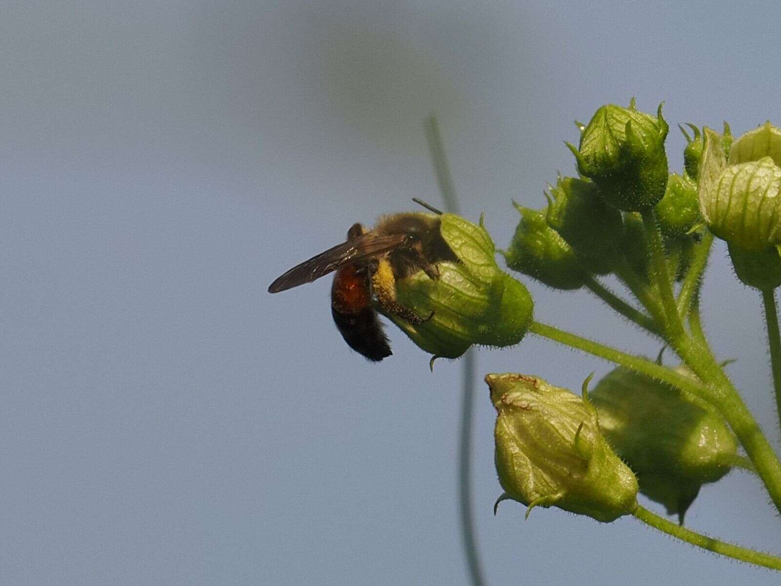 Image of Andrena florea Fabricius 1793