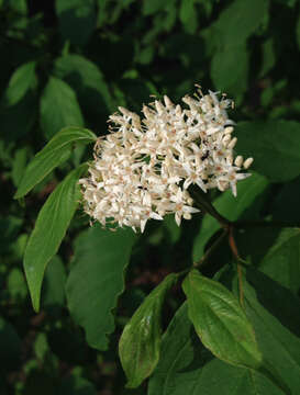 Image of silky dogwood