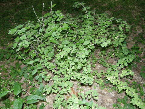 Image of Ribes uva-crispa subsp. uva-crispa