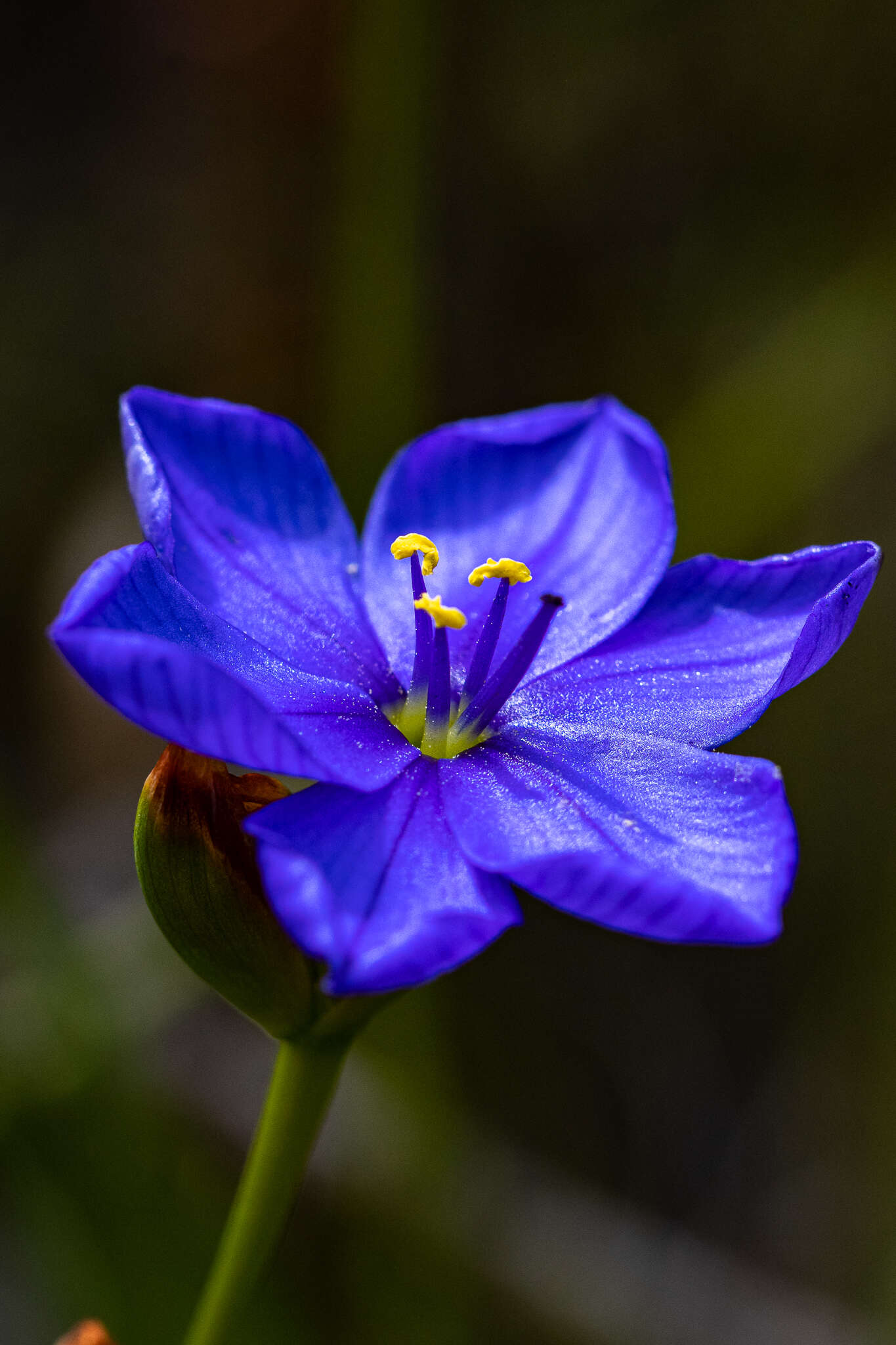 Imagem de Aristea juncifolia Eckl. ex Baker