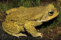 Image of Rhinella veredas (Brandão, Maciel & Sebben 2007)