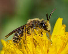 Image of Cresson's Andrena