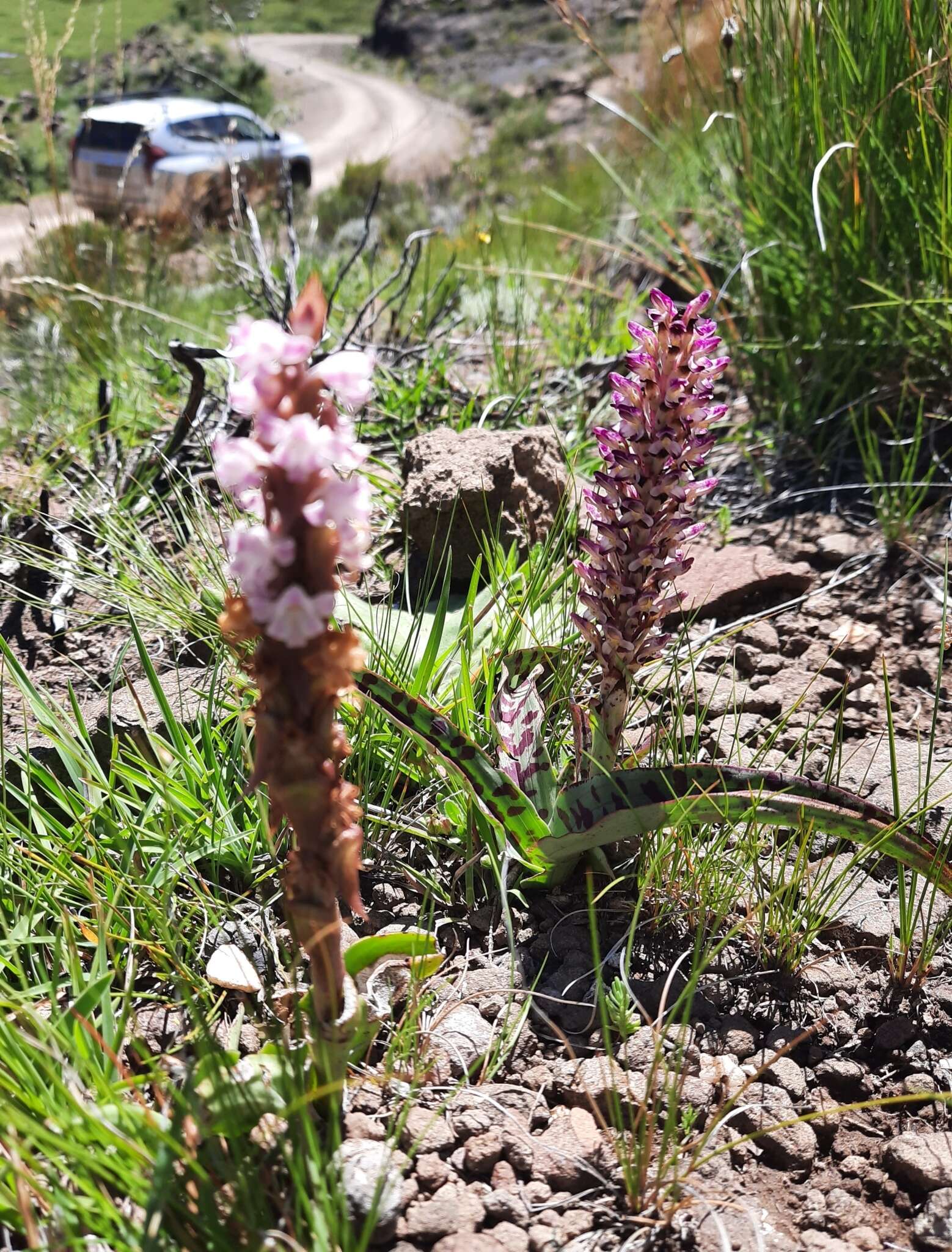 Image of Disa fragrans Schltr.