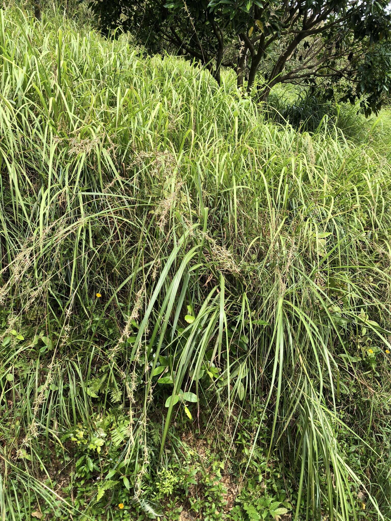 Image of Cymbopogon goeringii (Steud.) A. Camus