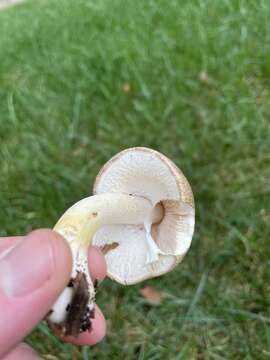 Sivun Agaricus subrufescens Peck 1894 kuva