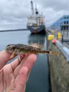 Image of Padded sculpin