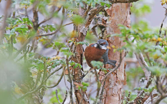 Image of Giant Conebill