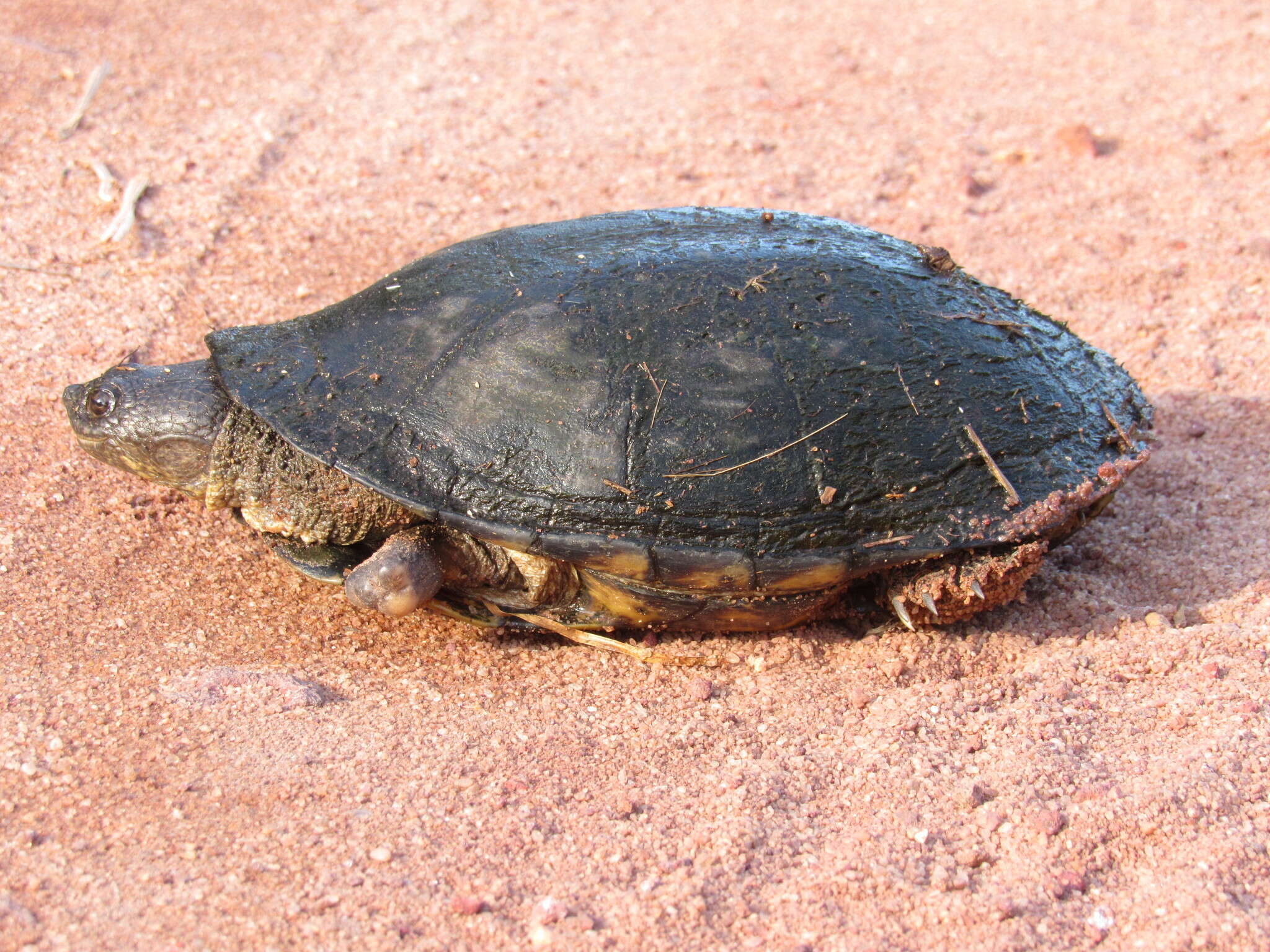 Image of Brazilian Radiolated Swamp Turtle