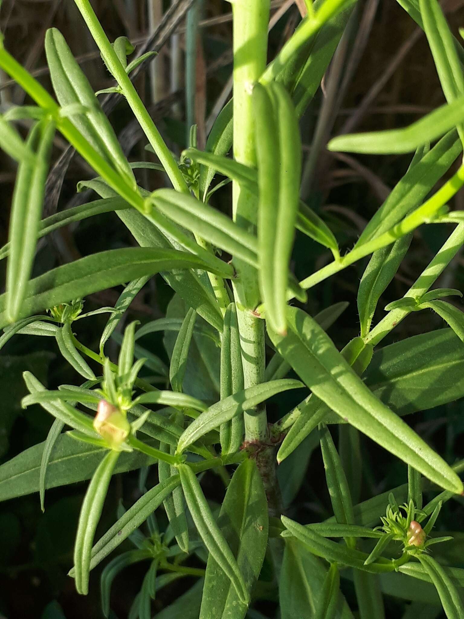 Image of Misopates calycinum (Vent.) Rothm.