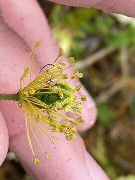 Papaver lapponicum (A. Tolmatch.) Nordh. resmi