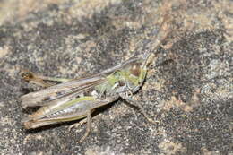 Image of Omocestus (Omocestus) petraeus (Brisout de Barneville 1856)