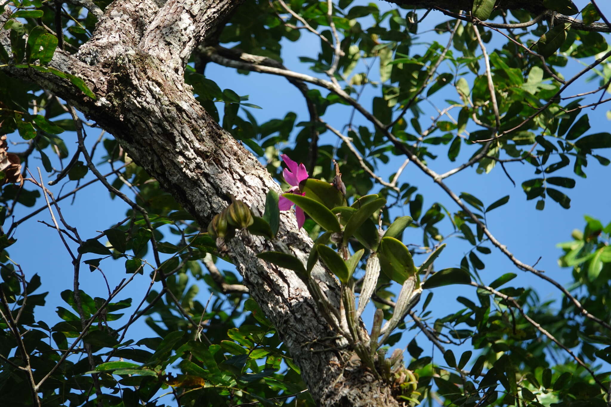 Image of Violet Cattleya