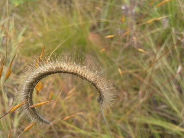 Image de Ctenium concinnum Nees