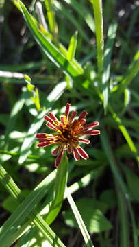 صورة Agoseris aurantiaca (Hook.) Greene