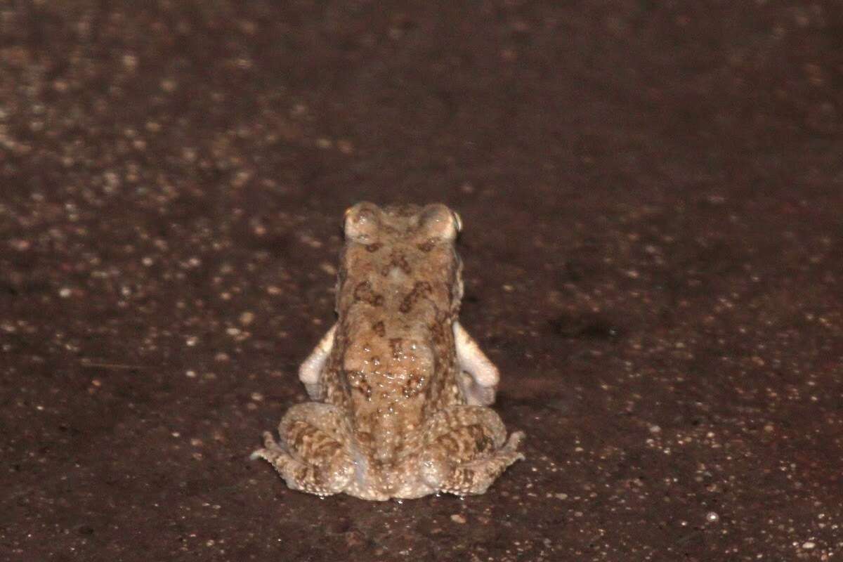 Image of Indus Valley Toad