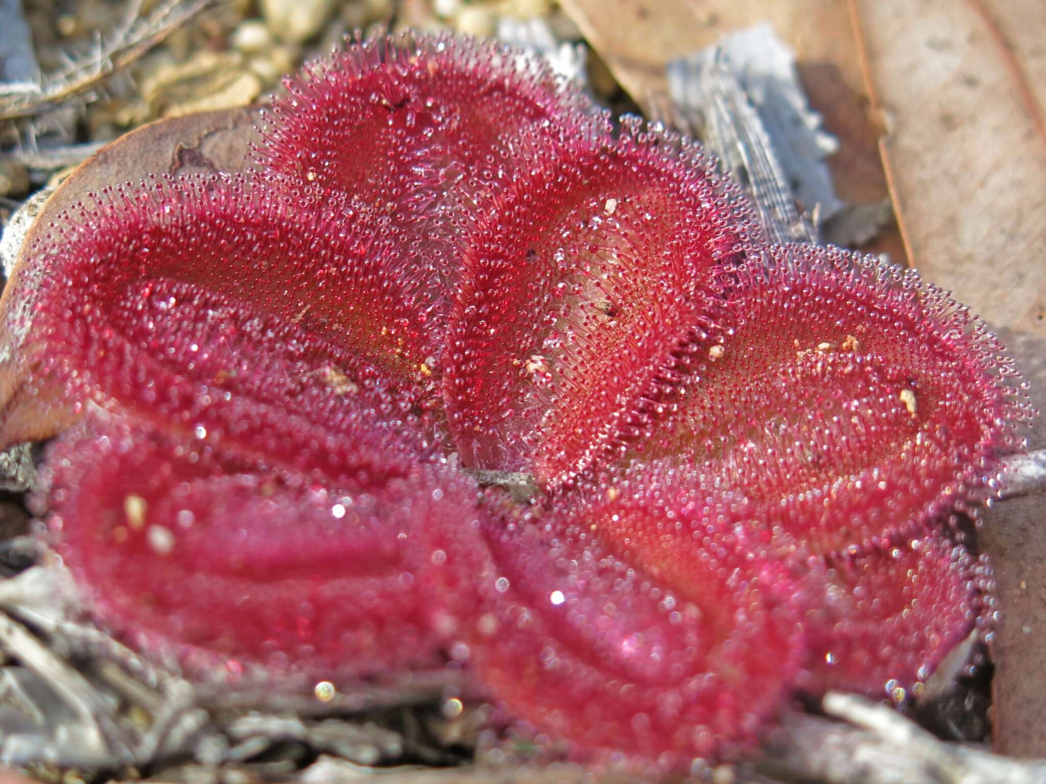 Image of Drosera erythrorhiza subsp. squamosa (Benth.) N. Marchant & Lowrie