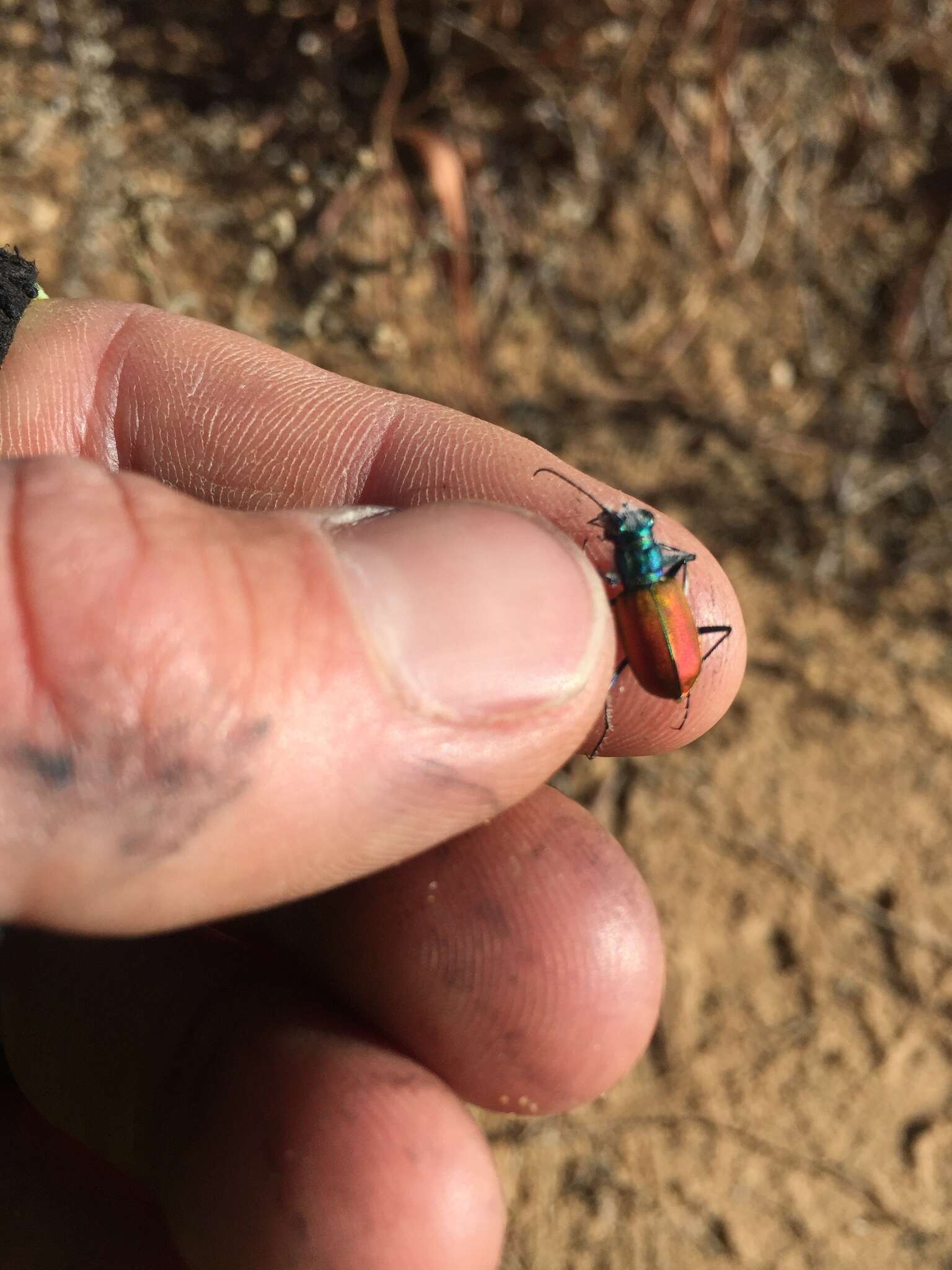 Image of Cicindela (Cicindela) scutellaris scutellaris Say 1823