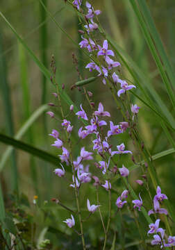 Image of Pine-pink