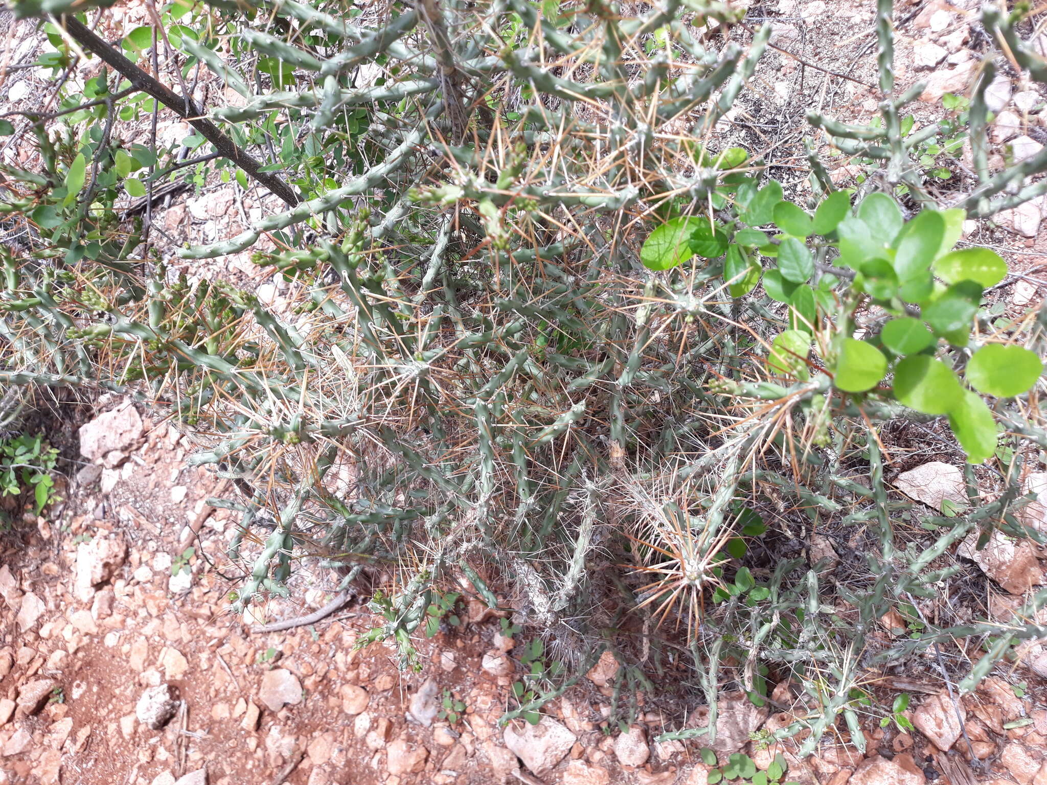 Image of Cylindropuntia caribaea (Britton & Rose) F. M. Knuth