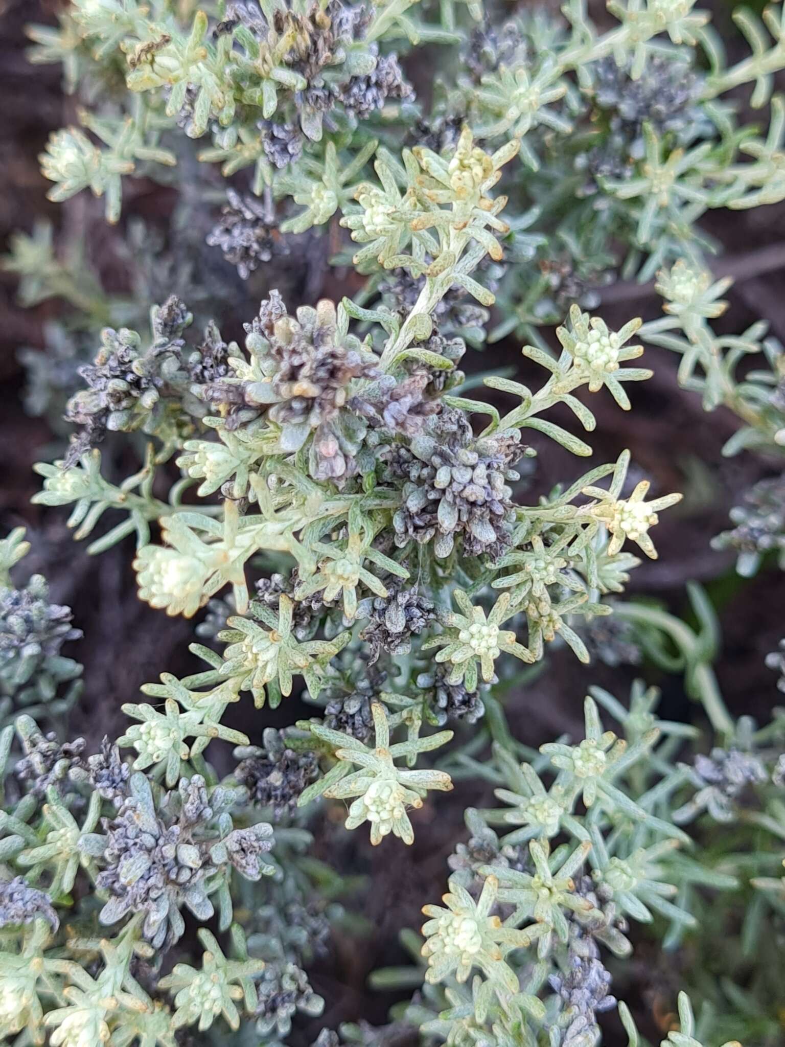 Image of Sand Everlasting