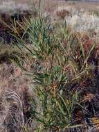 Image of orange wattle