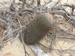 Ferocactus chrysacanthus subsp. grandiflorus (G. E. Linds.) N. P. Taylor resmi