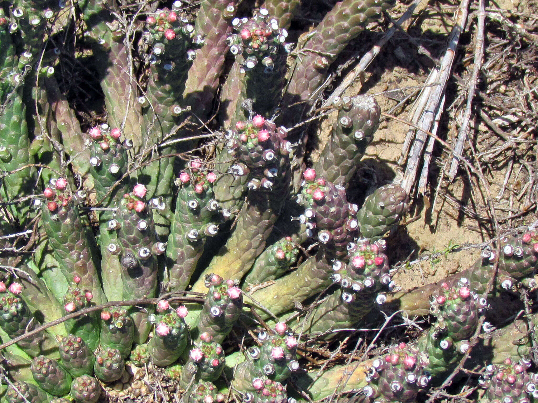 Image of Euphorbia inermis Mill.