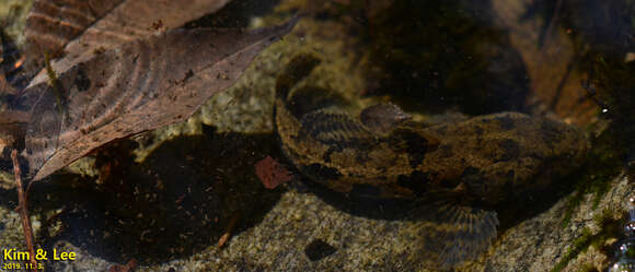 Image of Odontobutis interrupta Iwata & Jeon 1985