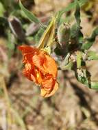 Image of Argentine evening primrose