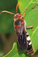 Image of Stizus fuscipennis (F. Smith 1856)