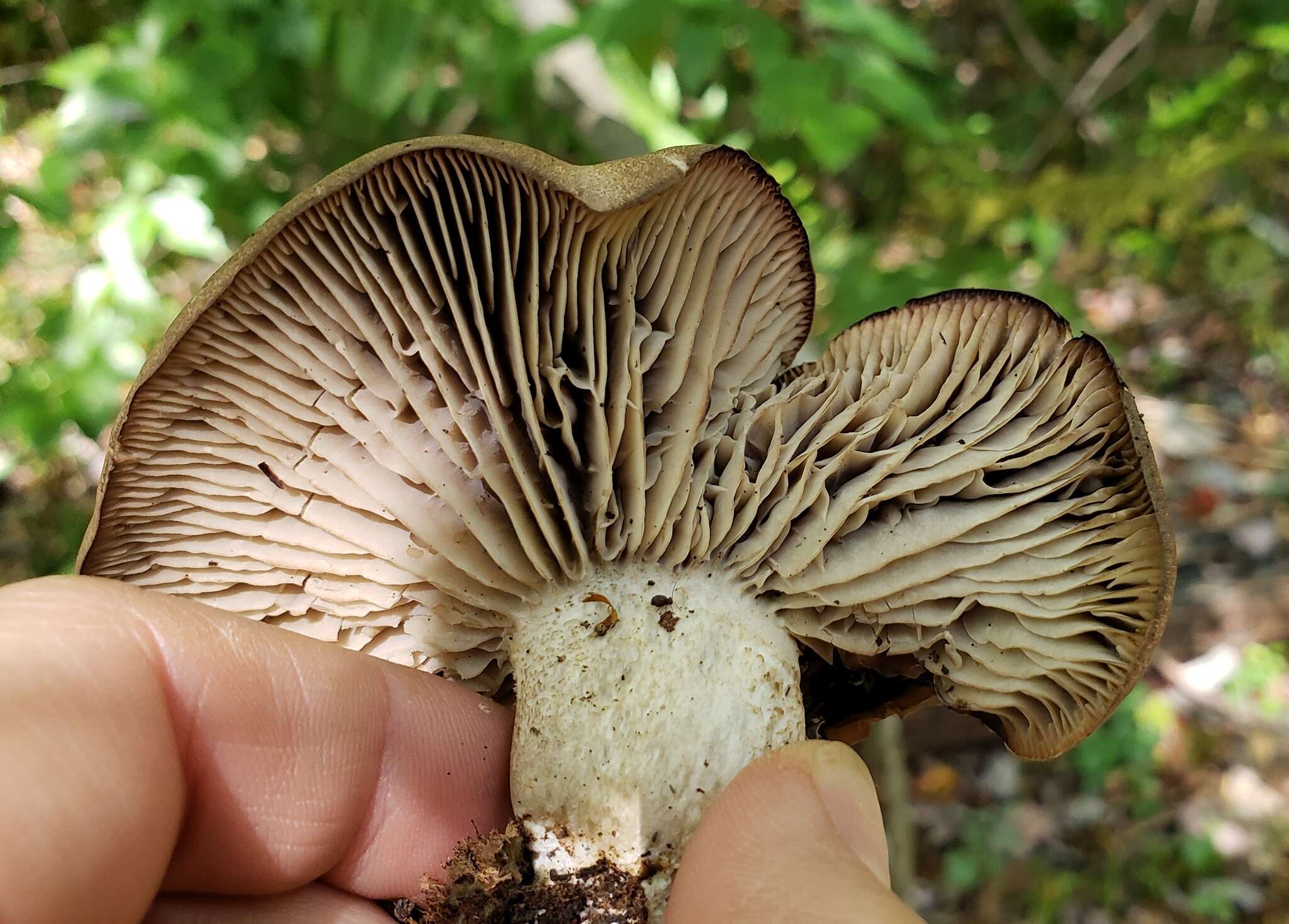 Imagem de Pseudotricholoma umbrosum (A. H. Sm. & M. B. Walters) Sánchez-García & Matheny 2014