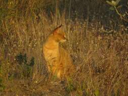 Image of jungle cat