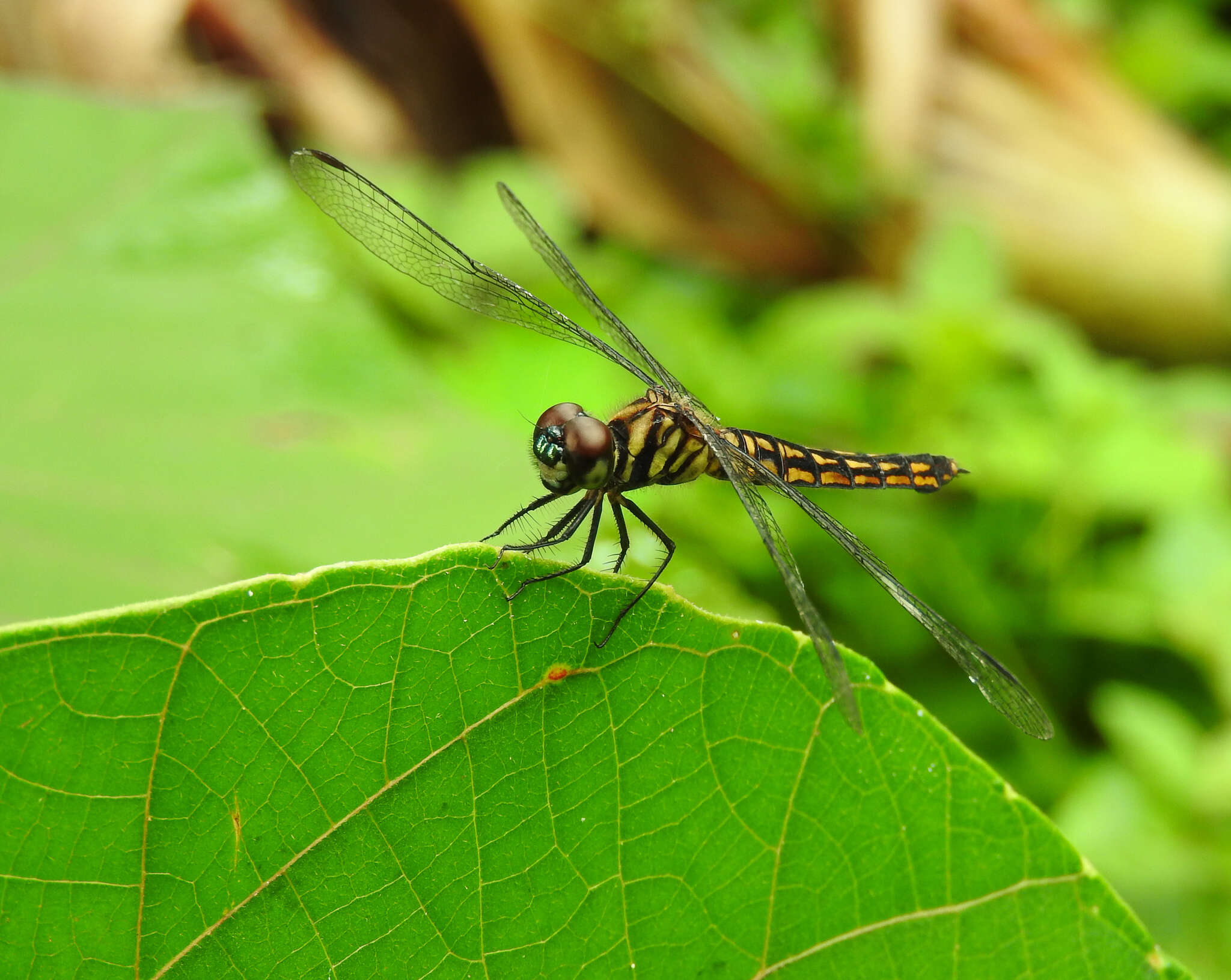 Plancia ëd Lyriothemis acigastra (Selys 1878)