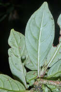 Imagem de Drymonia oinochrophylla (Donn. Sm.) D. N. Gibson