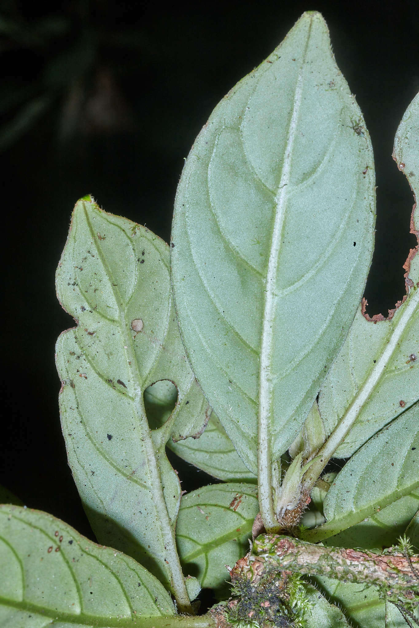 Imagem de Drymonia oinochrophylla (Donn. Sm.) D. N. Gibson