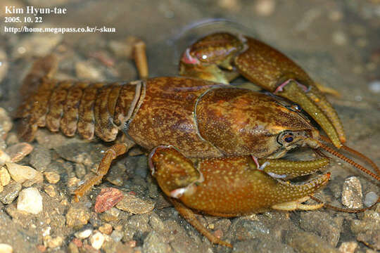 Image of Cambaroides similis (Koelbel 1892)