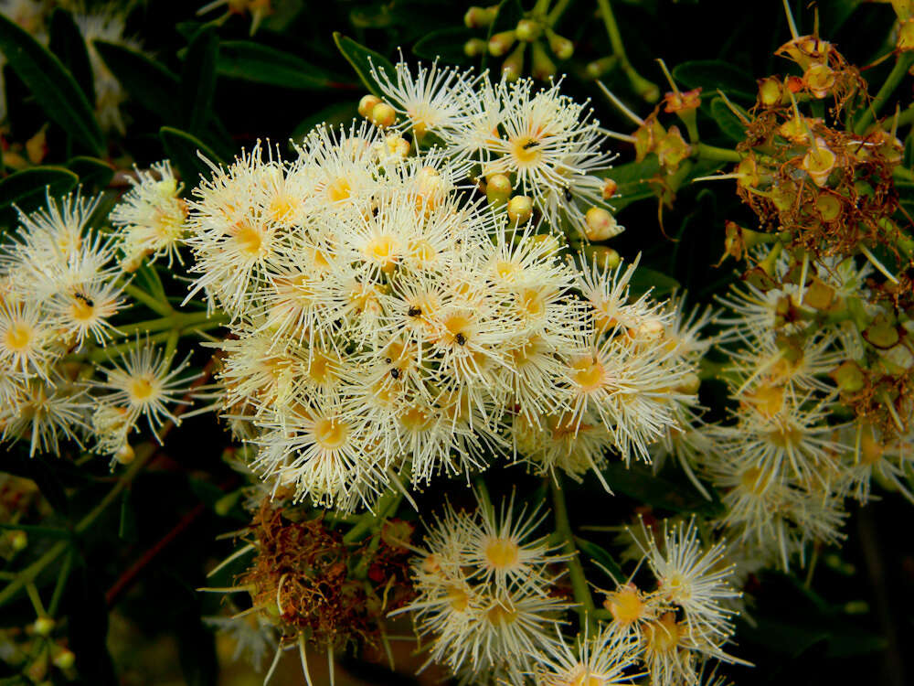 Syzygium pondoense Engl. resmi