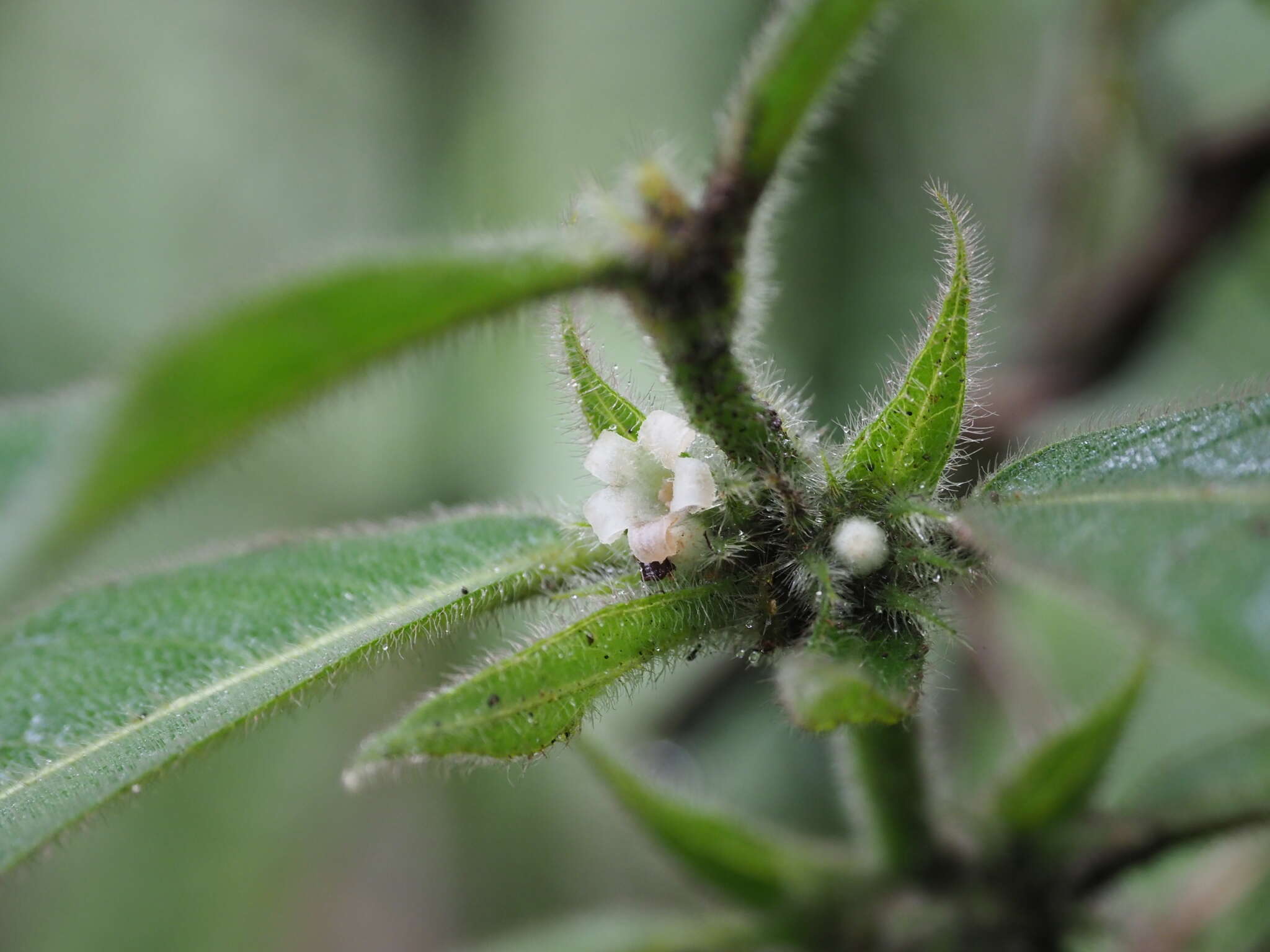 Image of Lasianthus hirsutus (Roxb.) Merr.