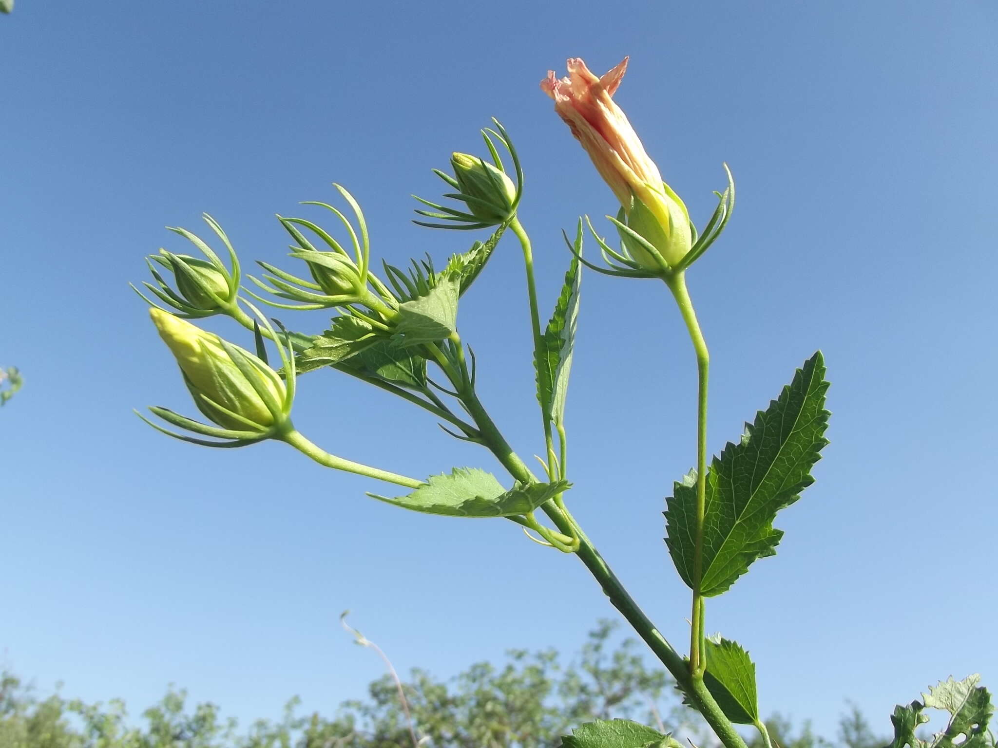 Hibiscus ribifolius A. Gray的圖片