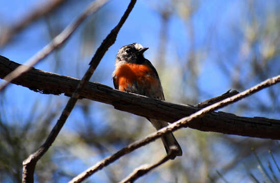 Image of Scarlet Robin